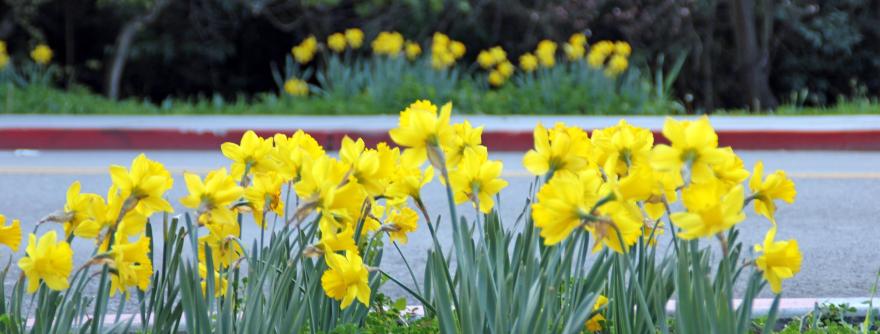 daffodils