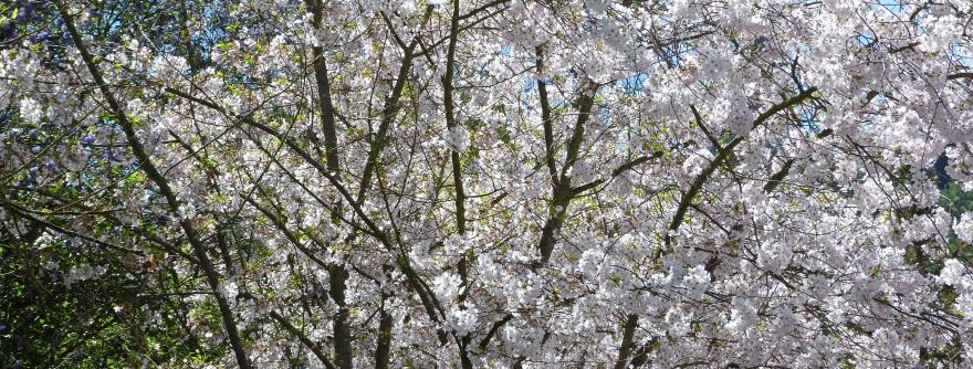 Cherry Blossoms